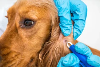 Como Livrar o Teu Animal de Pulgas e Carraças com Camomila: Um Remédio Natural que Muda Tudo