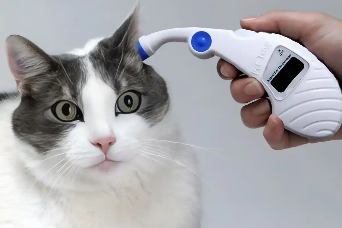 Como Medir a Temperatura do Gato Corretamente: Guia Completo