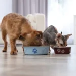 Como mudar a alimentação de gatos ou cães para um novo tipo de ração