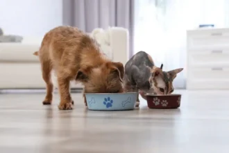 Como mudar a alimentação de gatos ou cães para um novo tipo de ração