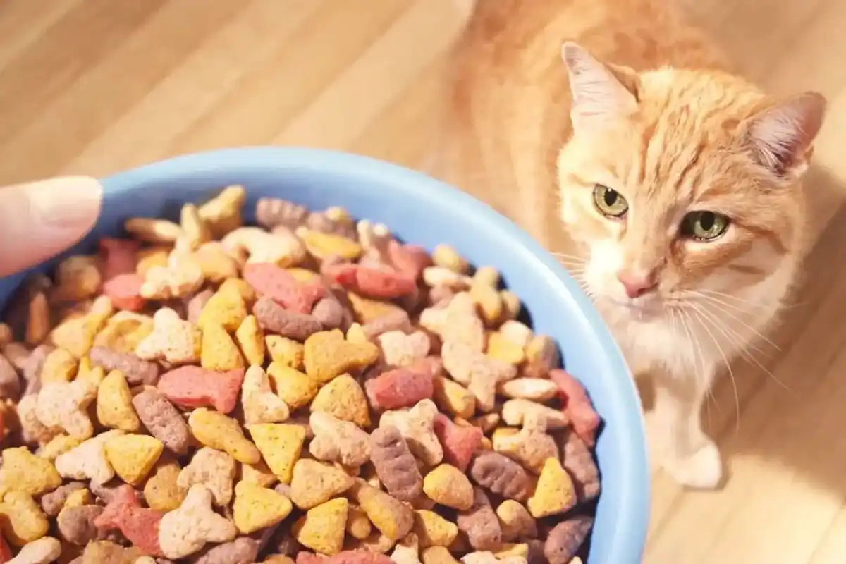 Como mudar a alimentação de gatos ou cães para um novo tipo de ração