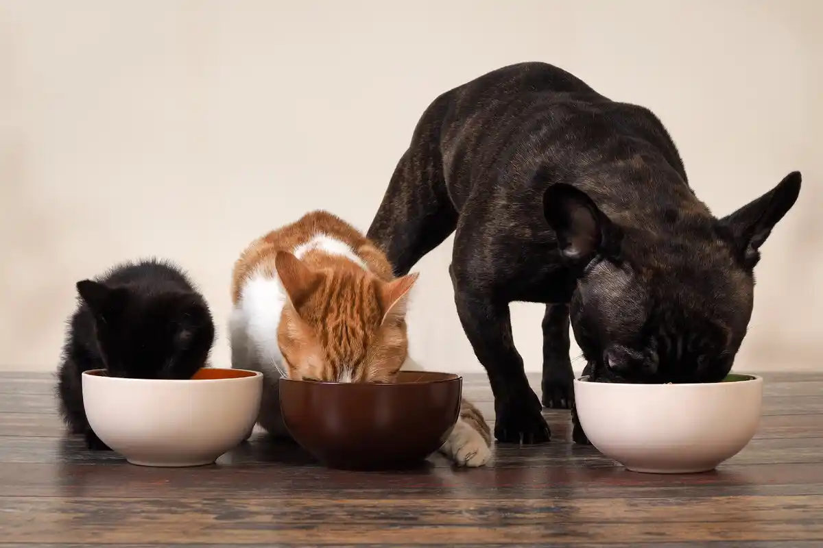 Como mudar a alimentação de gatos ou cães para um novo tipo de ração