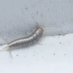 Como Eliminar o Peixe-de-Prata do Banho com um Ingrediente Simples