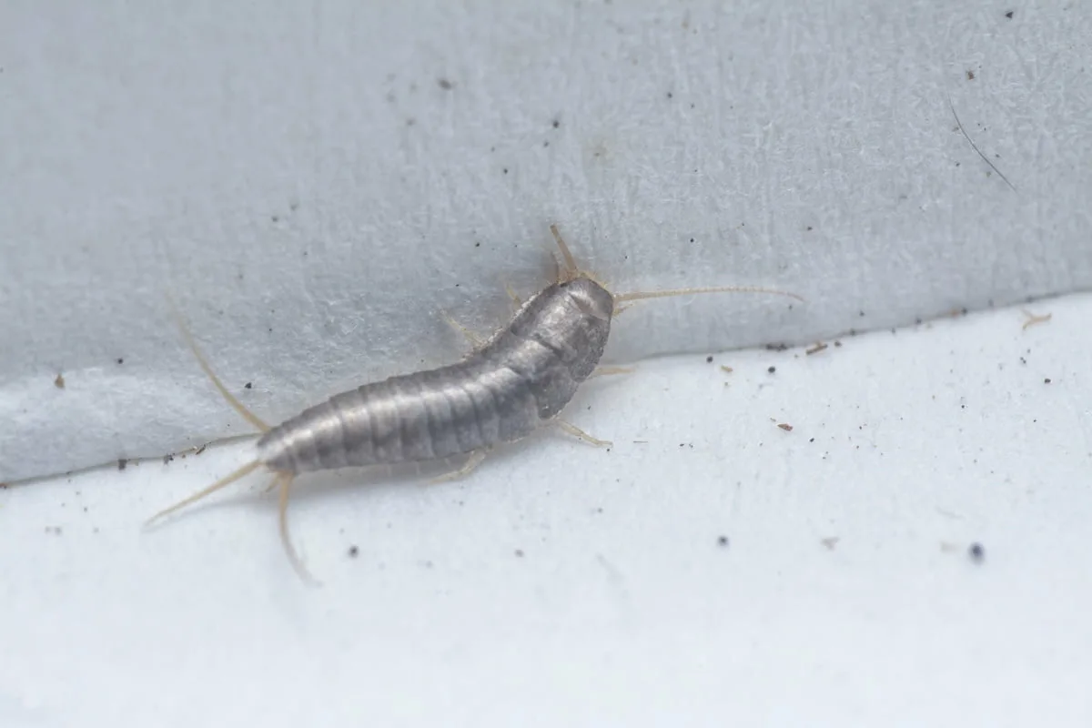 Como Eliminar o Peixe-de-Prata do Banho com um Ingrediente Simples