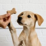 Petiscos Perigosos para Cães: O que Evitar e Alternativas Saudáveis