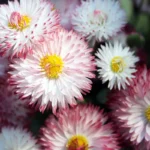 A Planta que Muitos Confundem com a Margarida: Ama o Sol e Floresce Sem Parar com um Corte Simples