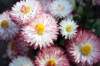 A Planta que Muitos Confundem com a Margarida: Ama o Sol e Floresce Sem Parar com um Corte Simples