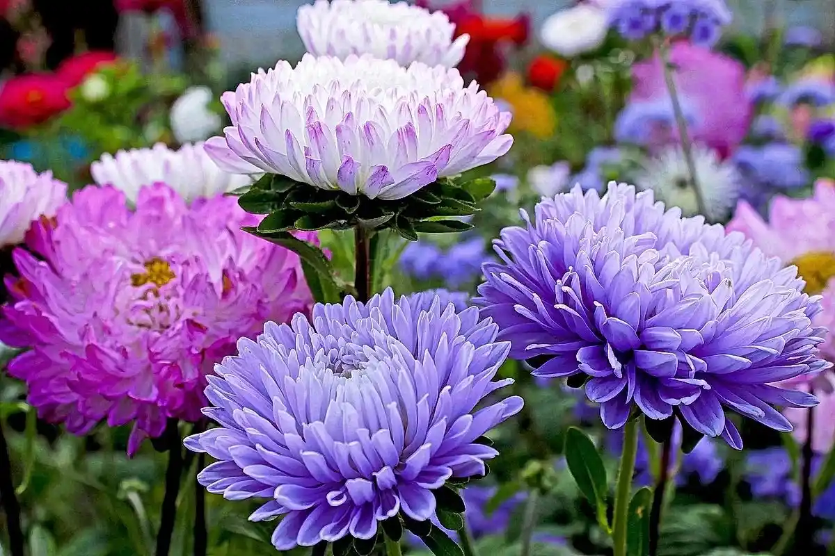 A Planta que Muitos Confundem com a Margarida: Ama o Sol e Floresce Sem Parar com um Corte Simples