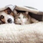 Protege as Tuas Mascotas: A Planta que Pode Ser um Perigo para Cães e Gatos