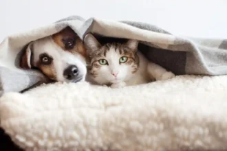 Protege as Tuas Mascotas: A Planta que Pode Ser um Perigo para Cães e Gatos