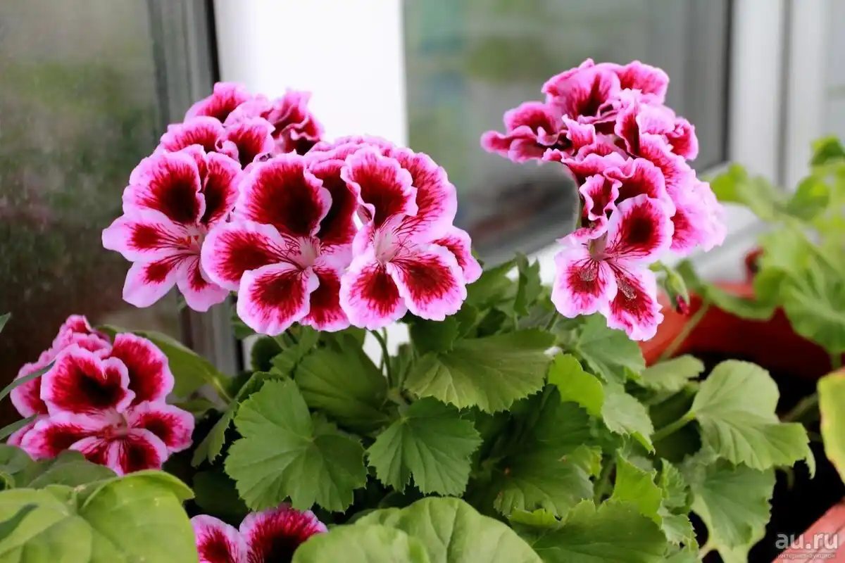 Gerânios: A Planta que Cresce Sem Esforço no Varandim e Afasta Mosquitos Naturalmente