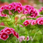 A Planta que Resiste Tudo e Floresce sem Pausa: Como Cultivá-la no Seu Jardim