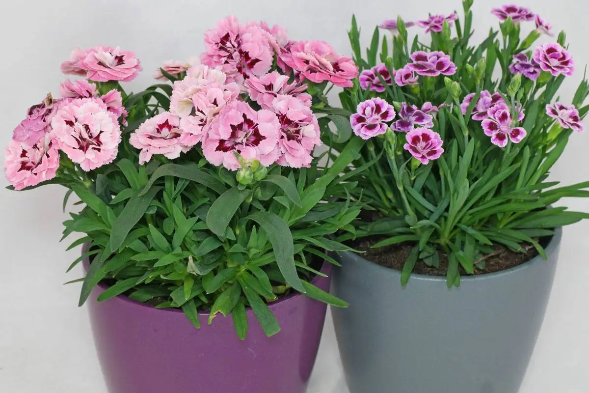 A Planta que Resiste Tudo e Floresce sem Pausa: Como Cultivá-la no Seu Jardim