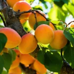 Damascos: Quando Plantar e 3 Truques para uma Colheita Espectacular