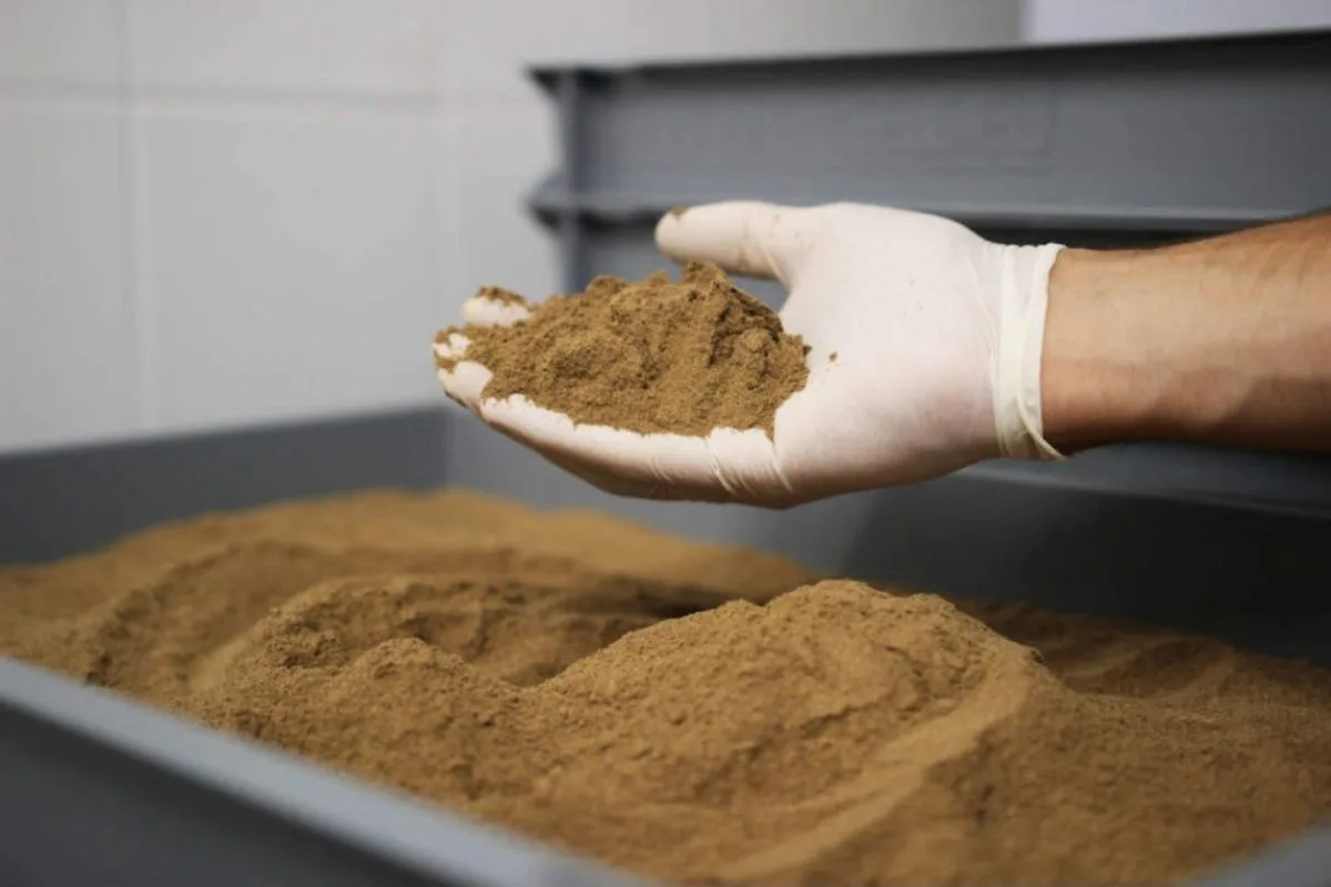 Damascos: Quando Plantar e 3 Truques para uma Colheita Espectacular