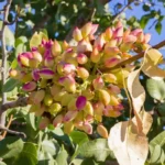 Não Gastes na Dietética: Como Cultivar o Teu Próprio Pistacheiro