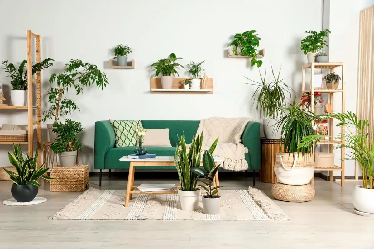5 Plantas Pequenas e Fáceis de Cuidar que Decoram a Casa com Pouca Rega
