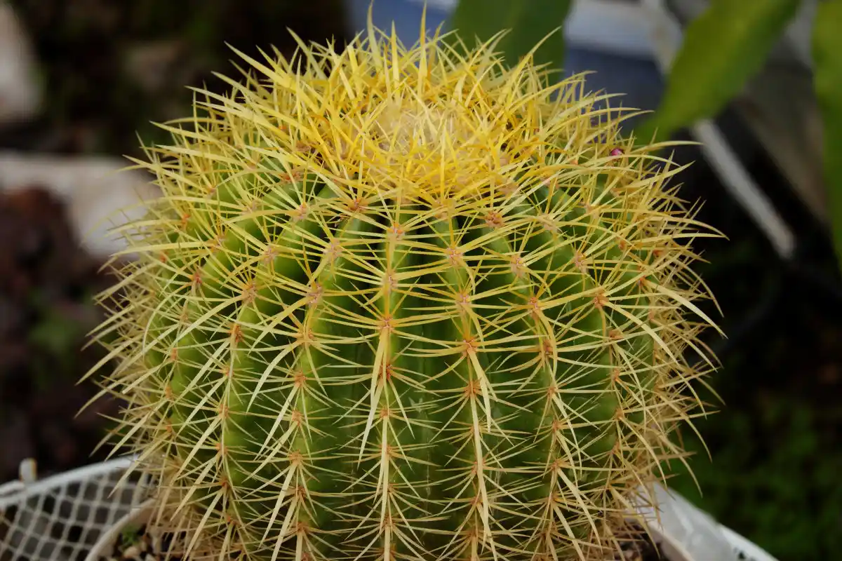 5 Plantas Pequenas e Fáceis de Cuidar que Decoram a Casa com Pouca Rega