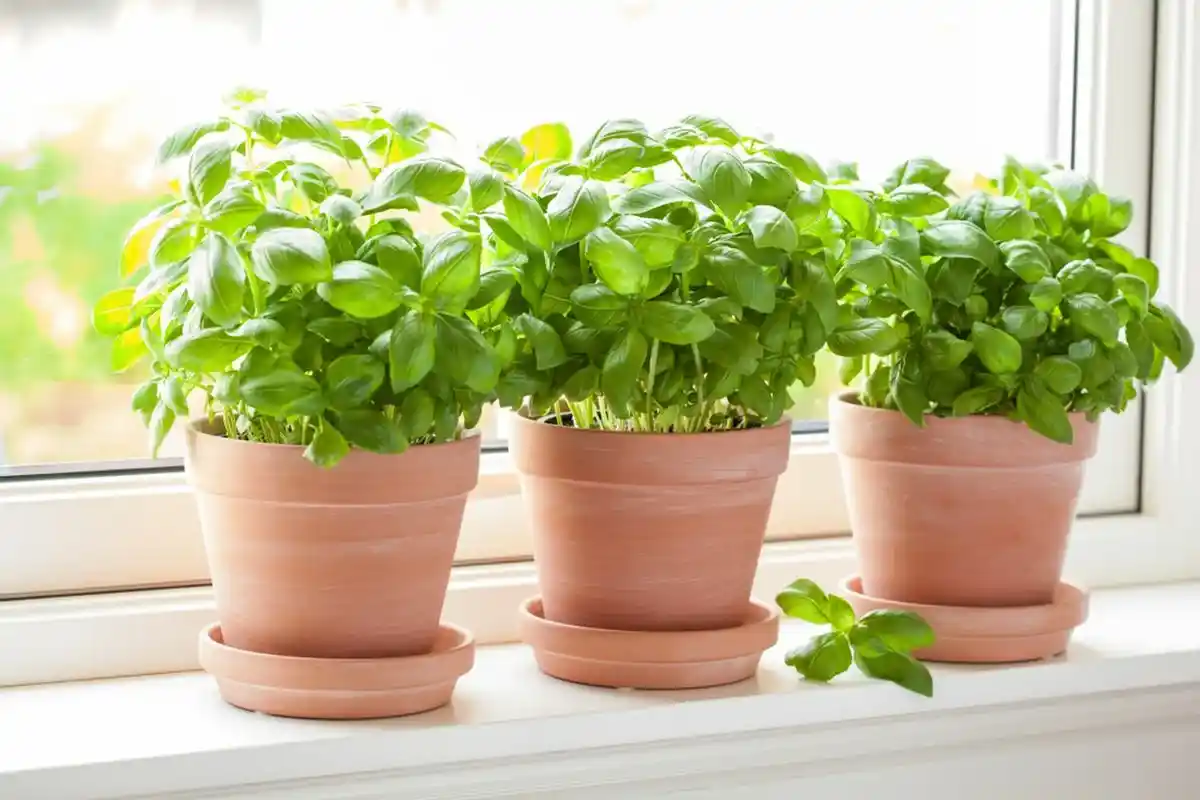 As 5 Plantas que Devem Estar na Tua Casa para Atrair Prosperidade, Segundo o Feng Shui