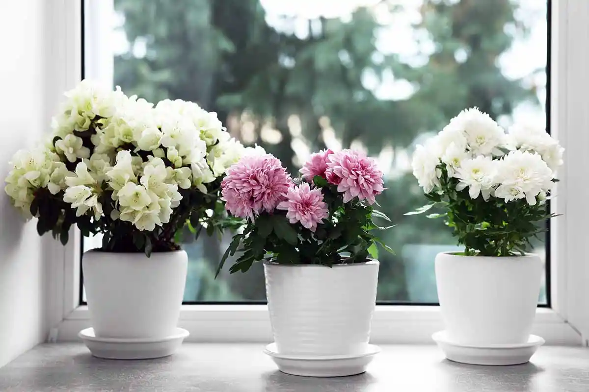 As 5 Plantas que Devem Estar na Tua Casa para Atrair Prosperidade, Segundo o Feng Shui