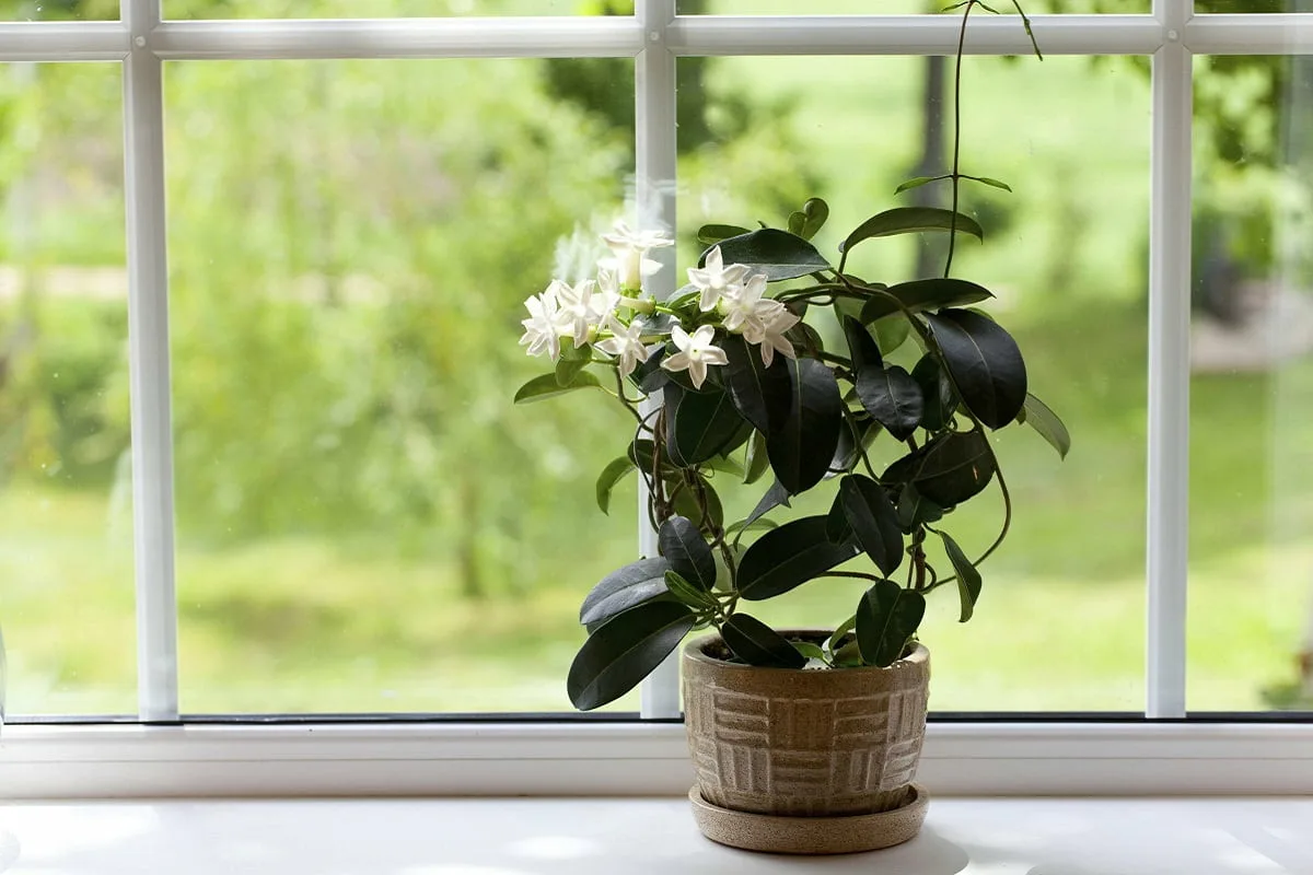 As 5 Plantas que Devem Estar na Tua Casa para Atrair Prosperidade, Segundo o Feng Shui