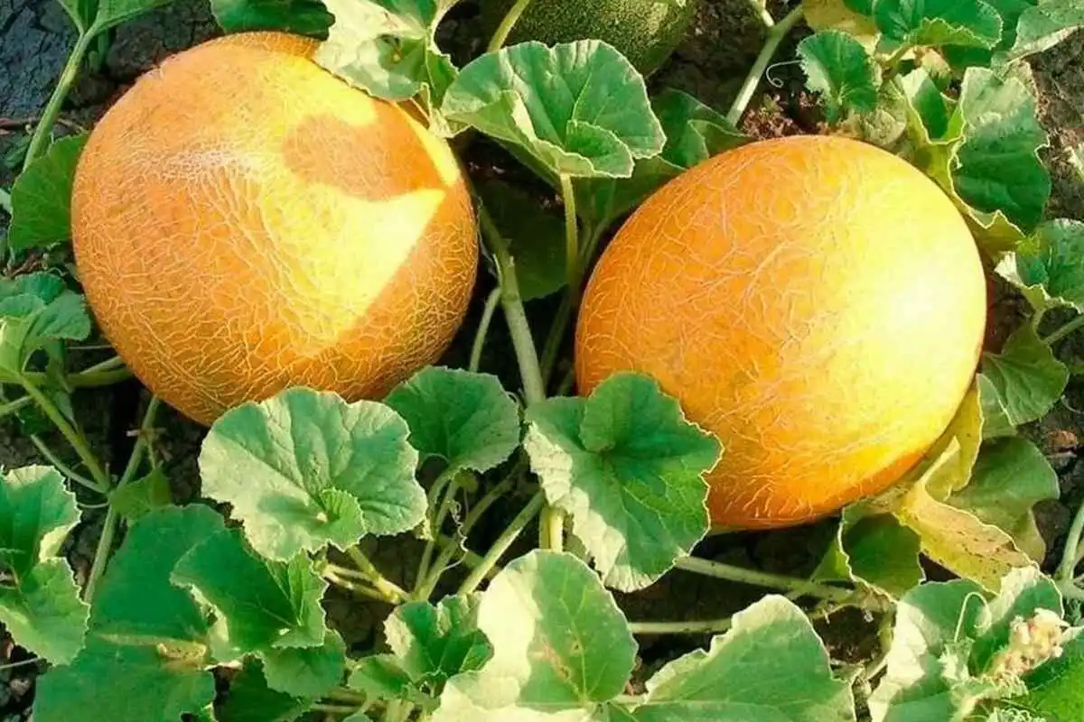 Três Plantas Ideais para Semear em Novembro: Um Jardim Cheio de Frutas no Verão 2026