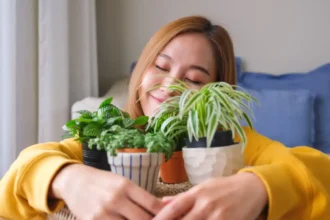 Nem Bambu nem Orquídea: As 5 Melhores Plantas para Purificar o Ar e Dormir Melhor