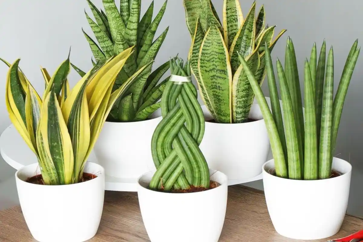 Nem Bambu nem Orquídea: As 5 Melhores Plantas para Purificar o Ar e Dormir Melhor