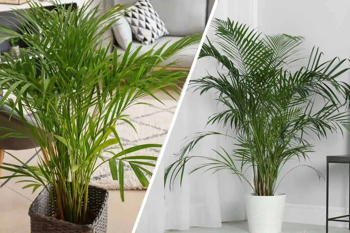 Nem Bambu nem Orquídea: As 5 Melhores Plantas para Purificar o Ar e Dormir Melhor
