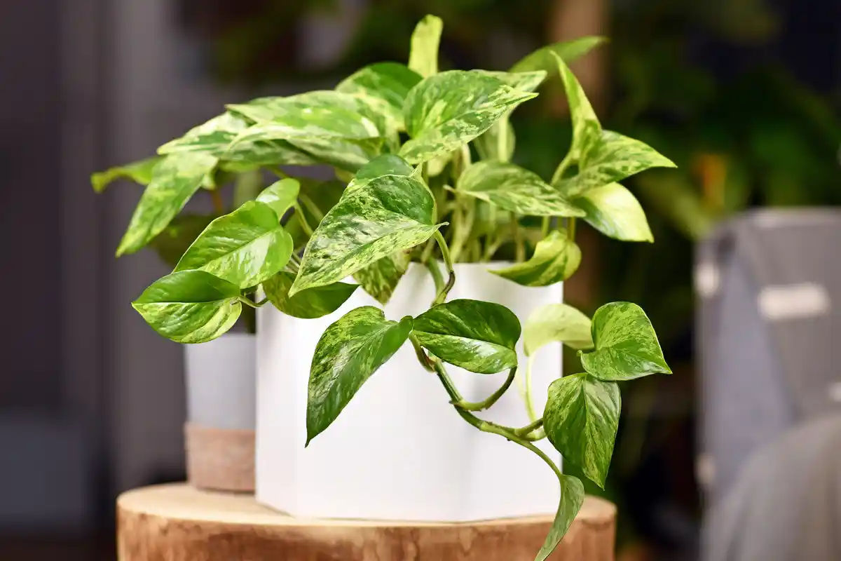 Nem Bambu nem Orquídea: As 5 Melhores Plantas para Purificar o Ar e Dormir Melhor