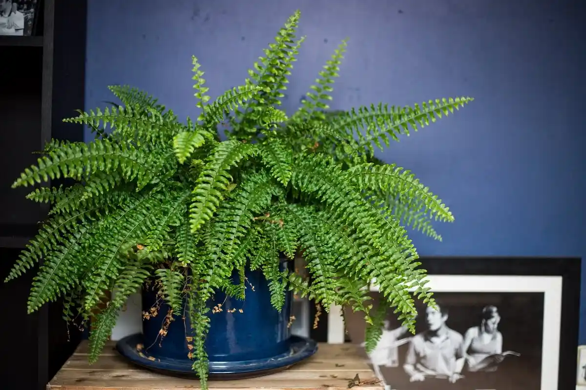 Nem Bambu nem Orquídea: As 5 Melhores Plantas para Purificar o Ar e Dormir Melhor