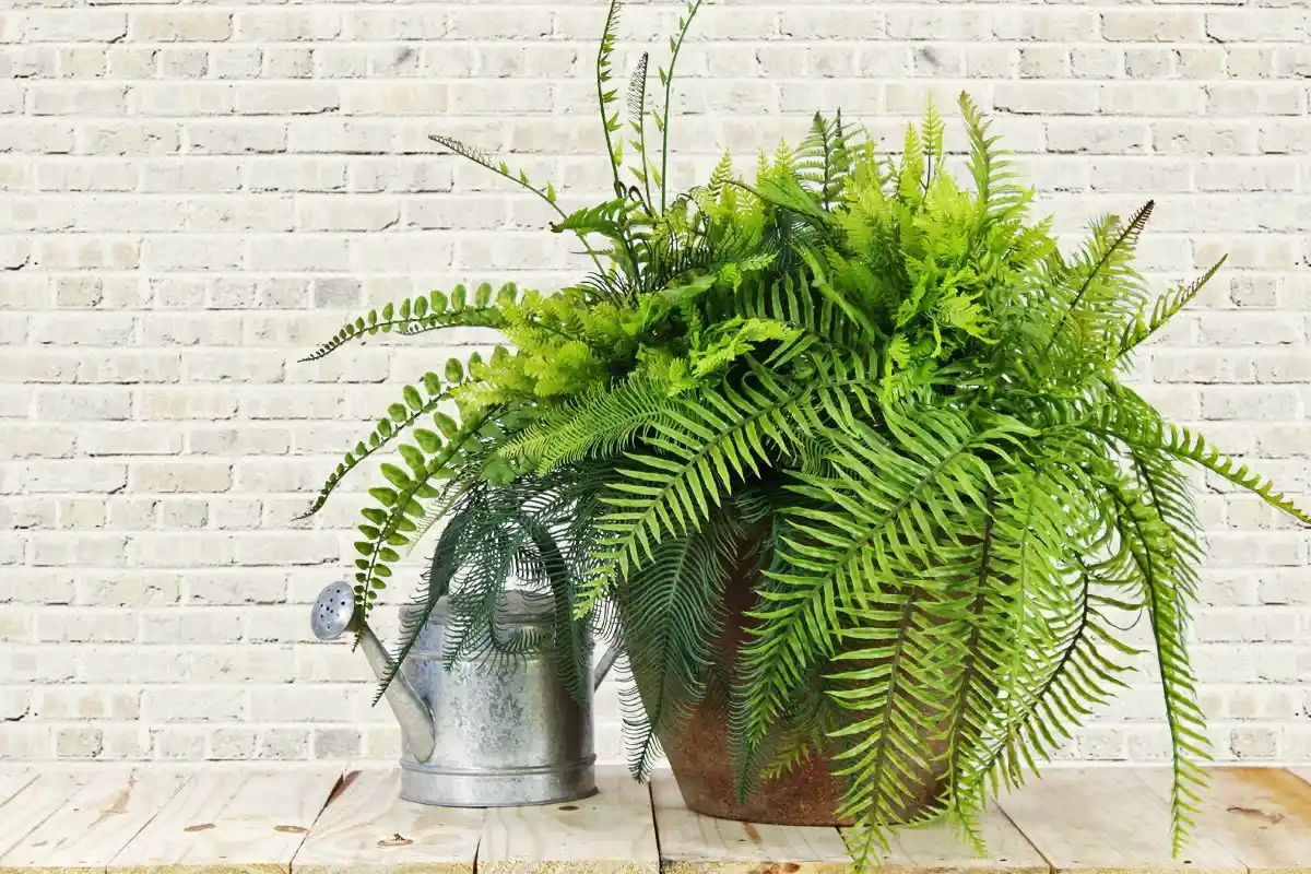 Nem Bambu nem Orquídea: As 5 Melhores Plantas para Purificar o Ar e Dormir Melhor