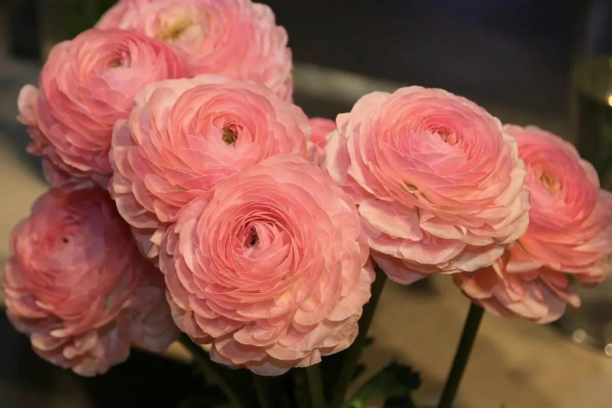 Três Plantas Perfeitas para Semear em Outubro em Varandas Pequenas