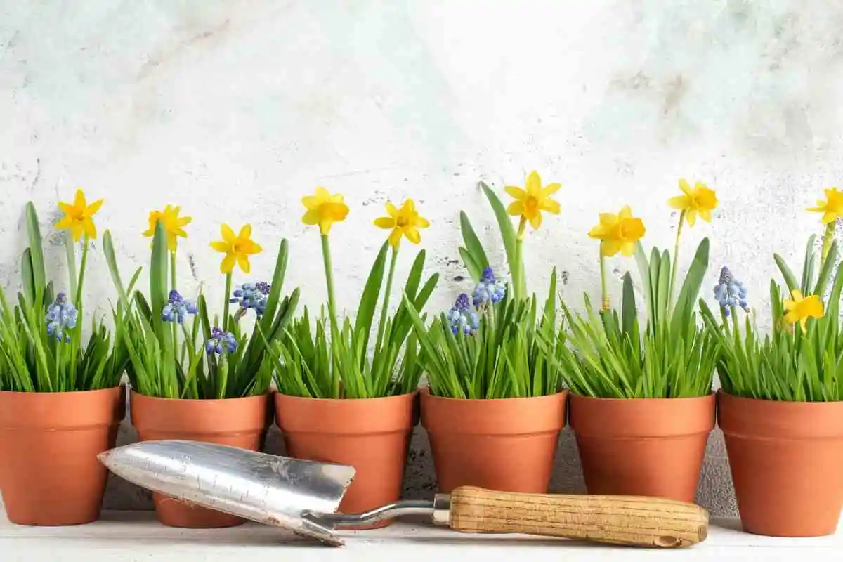 Três Plantas Perfeitas para Semear em Outubro em Varandas Pequenas