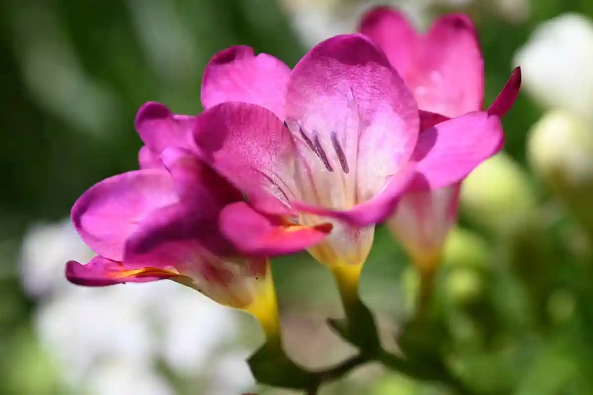 Três Plantas Perfeitas para Semear em Outubro em Varandas Pequenas