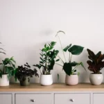 Cinco Plantas que Reduzem o Stress e Elevam o Teu Ânimo