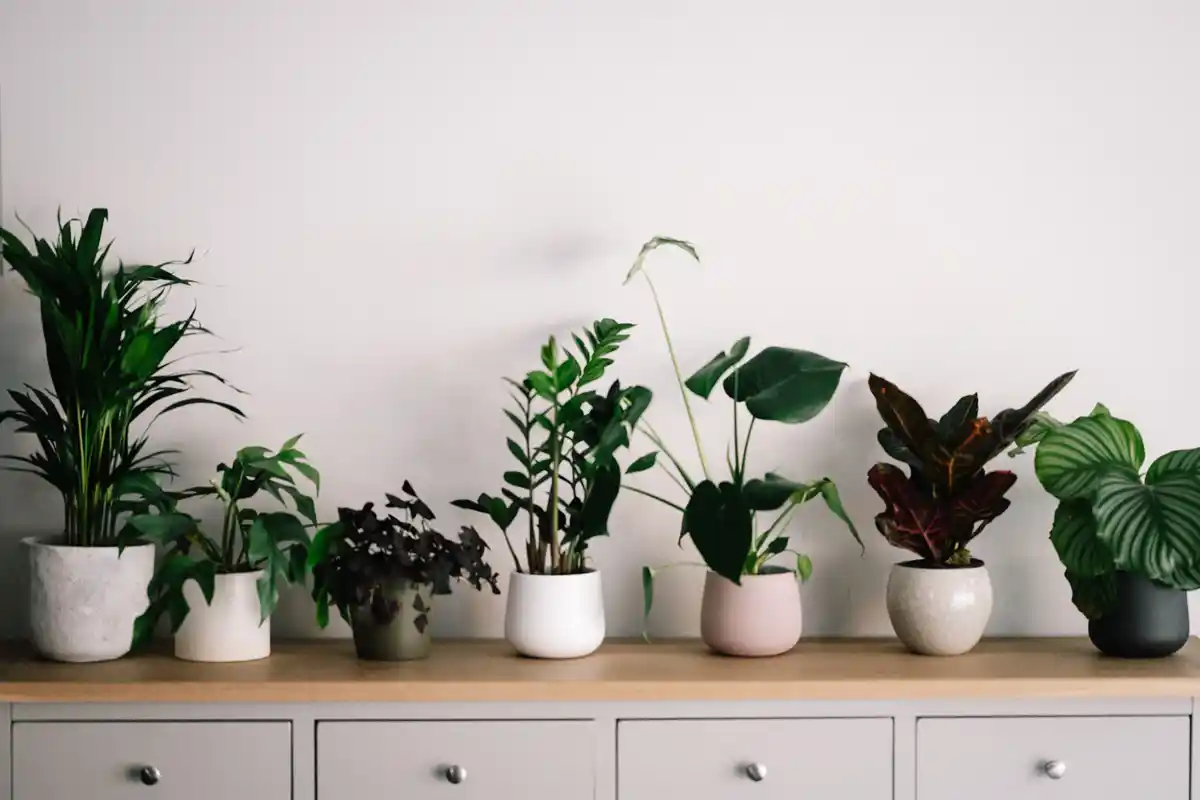 Cinco Plantas que Reduzem o Stress e Elevam o Teu Ânimo