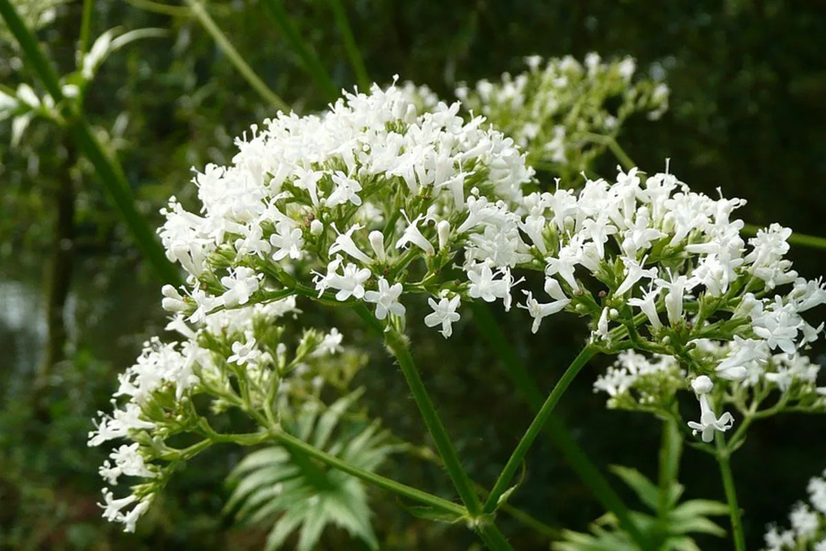 Cinco Plantas que Reduzem o Stress e Elevam o Teu Ânimo