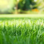 Adeus ao Césped? As 3 Plantas que São Tendência para o Teu Jardim por Requererem Menos Água que a Relva