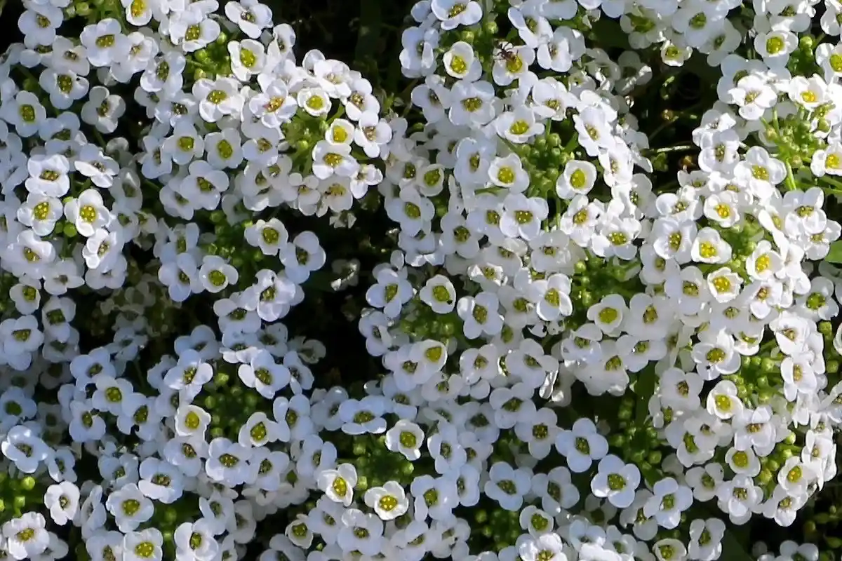 Adeus ao Césped? As 3 Plantas que São Tendência para o Teu Jardim por Requererem Menos Água que a Relva