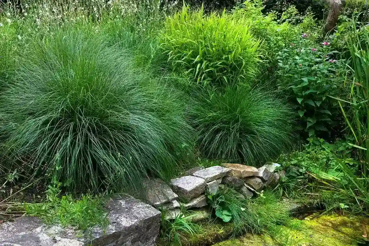 Adeus ao Césped? As 3 Plantas que São Tendência para o Teu Jardim por Requererem Menos Água que a Relva