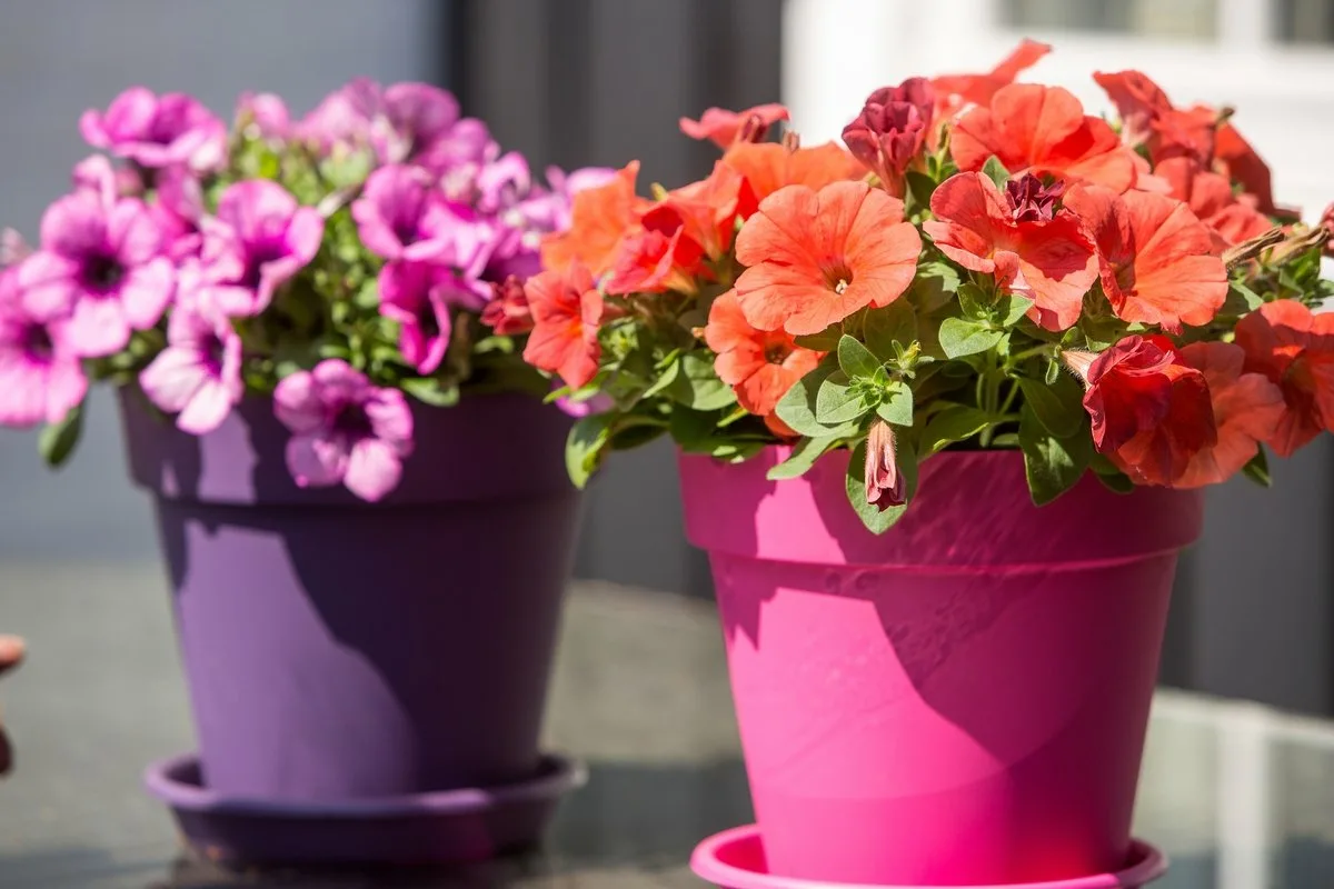 Adeus à Varanda Sem Graça: 5 Plantas para Semear em Outubro e Ter um Verão Cheio de Flores