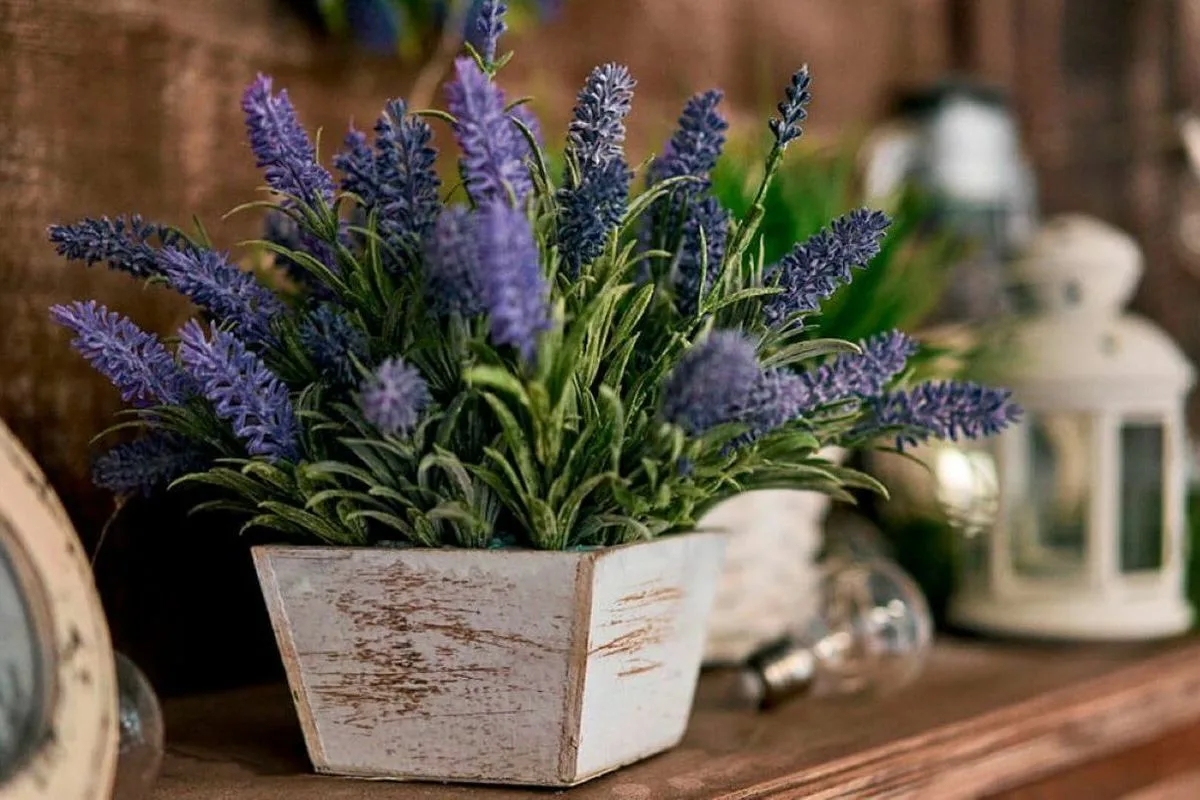 Adeus à Varanda Sem Graça: 5 Plantas para Semear em Outubro e Ter um Verão Cheio de Flores