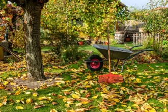 6 Plantas que Não Devem Ser Podadas no Outono, Segundo Jardineiros