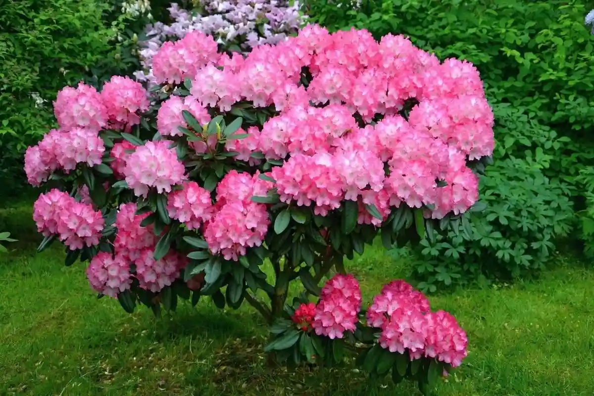 6 Plantas que Não Devem Ser Podadas no Outono, Segundo Jardineiros