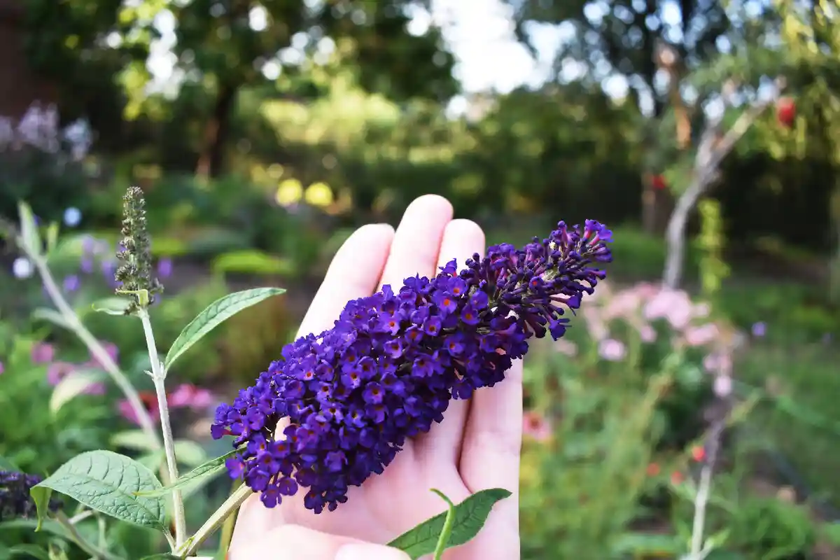 6 Plantas que Não Devem Ser Podadas no Outono, Segundo Jardineiros