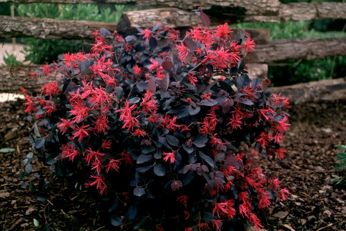 6 Plantas que Não Devem Ser Podadas no Outono, Segundo Jardineiros