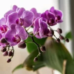 Esta Simples Técnica Fará Sua Orquídea Florescer de Novo e de Novo