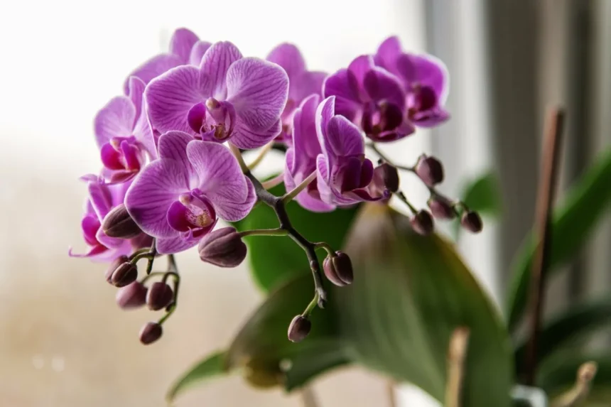 Esta Simples Técnica Fará Sua Orquídea Florescer de Novo e de Novo