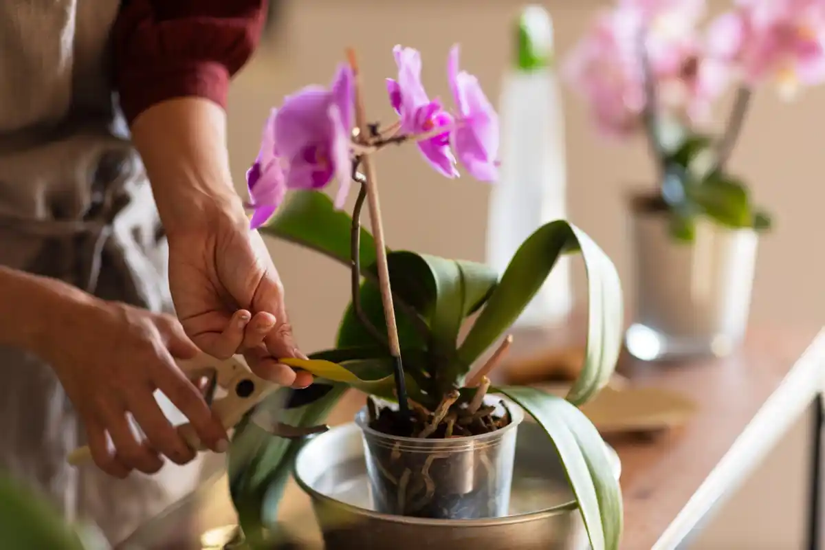 Esta Simples Técnica Fará Sua Orquídea Florescer de Novo e de Novo